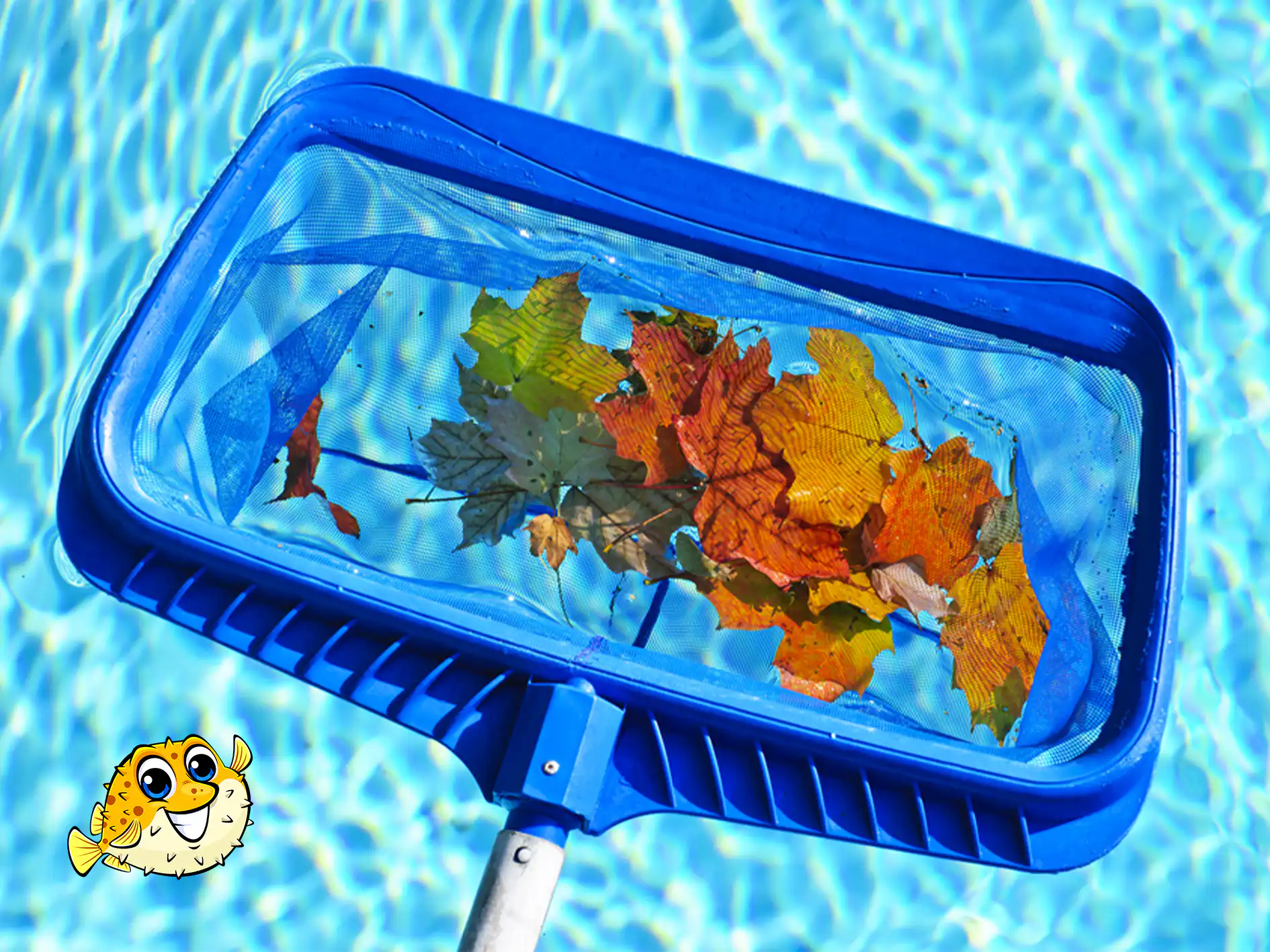 Victoria Seasonal Pool Maintenance